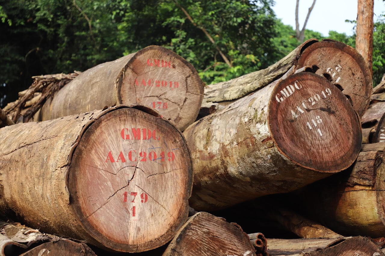Logs from Grande Mayumba sustainably managed concessions ©ACDG 