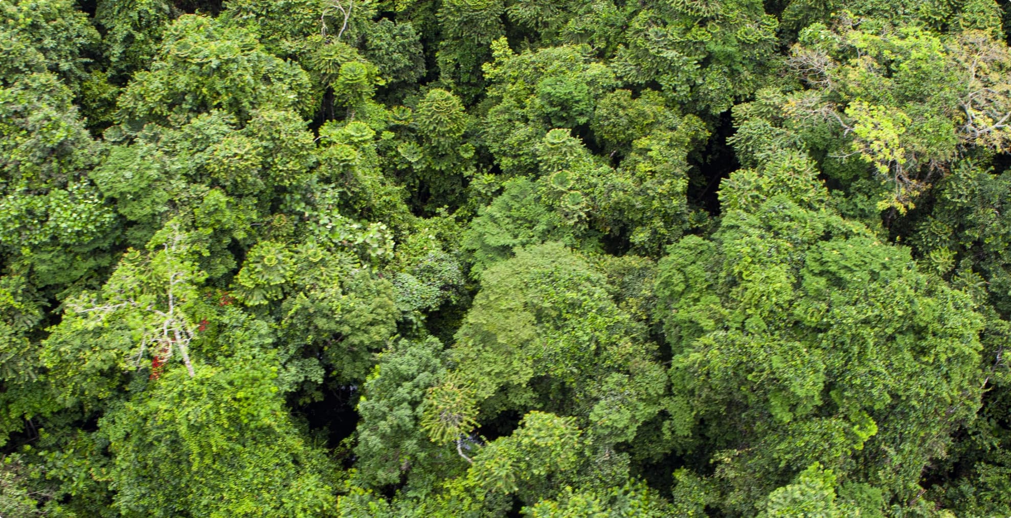Gabon asks rich countries for money not to cut down its immense rainforest