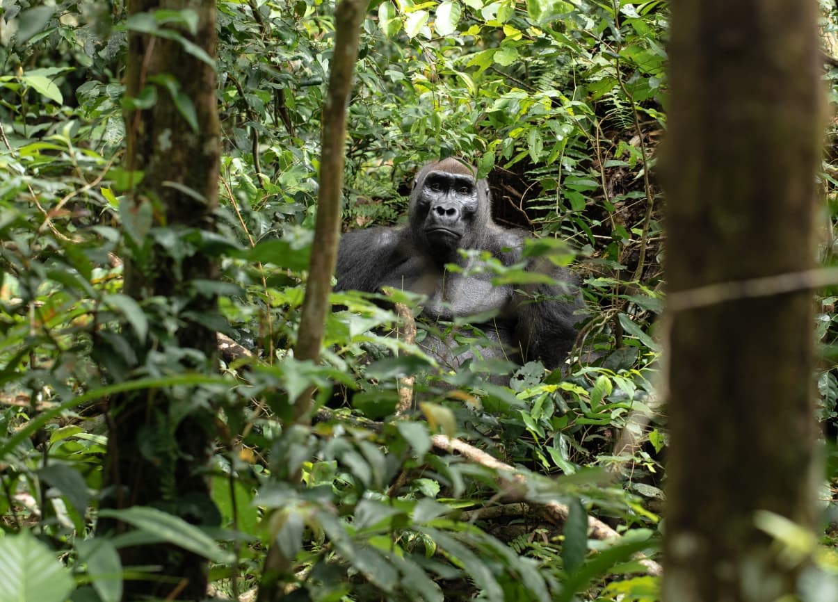Ecotourism
