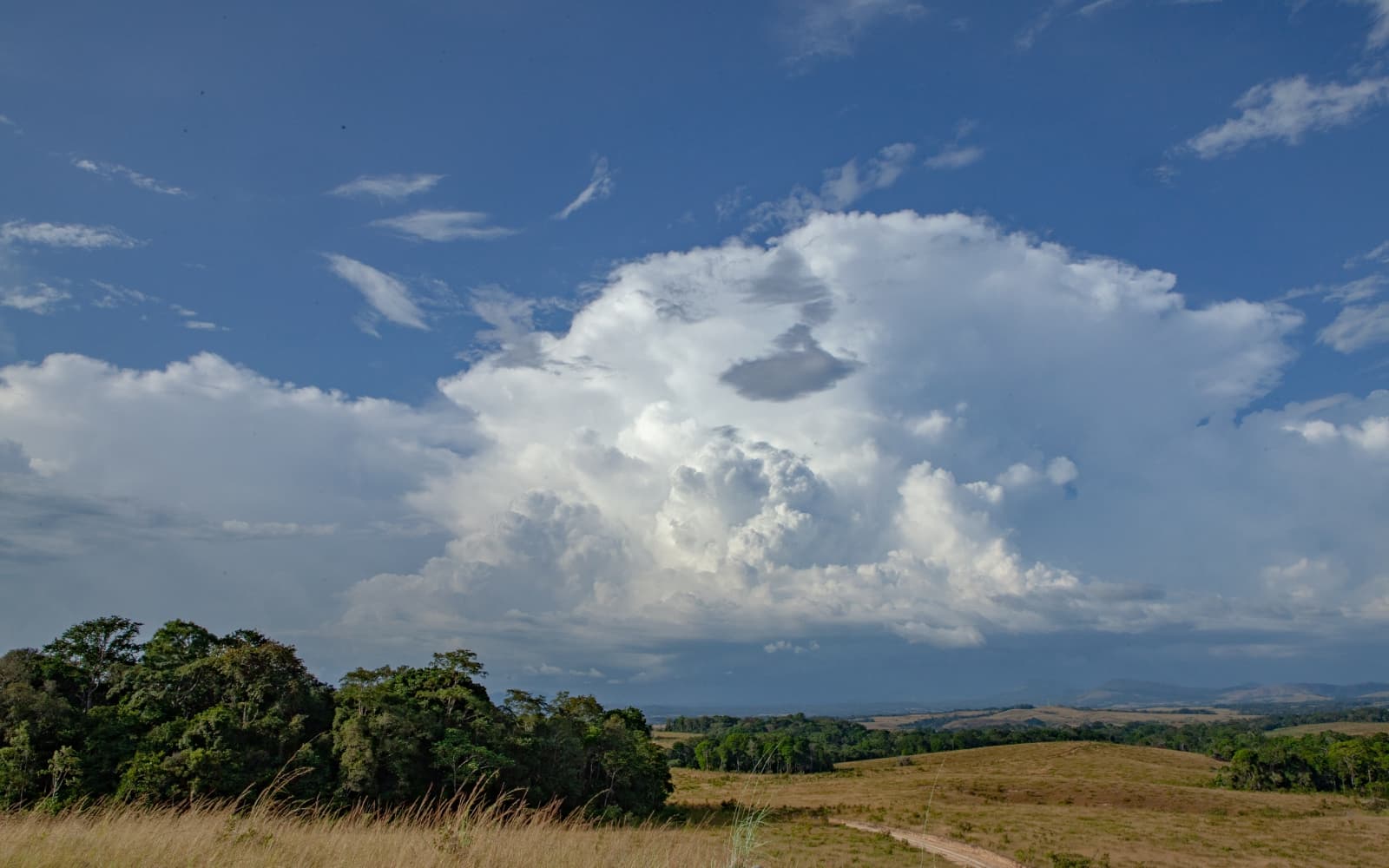 Africa’s green superpower: why Gabon wants markets to help tackle climate change Author: Financial Times