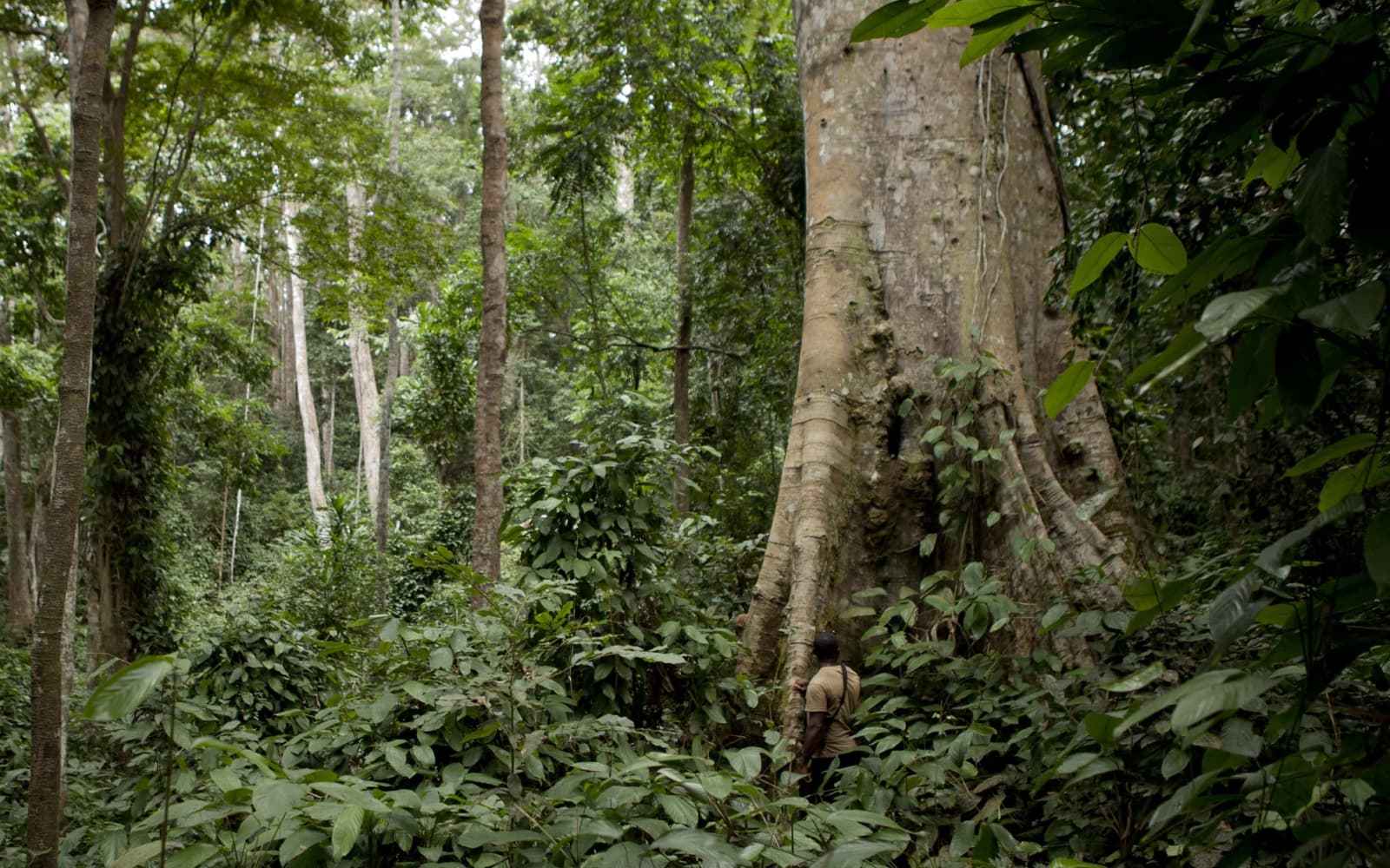 As leaders pledge to protect forests, Gabon suggests how
