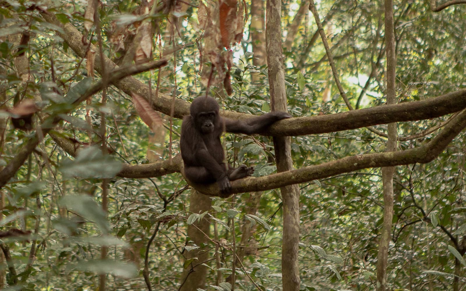 Gabon’s rainforest development leads the way for Africa