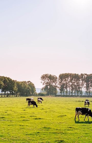 Cattle grazing an open field on a sunny day with the large trees in the distance - Gateway - net2phone Canada - Business VoIP Phone System