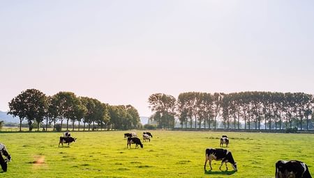 Cattle grazing an open field on a sunny day with the large trees in the distance - Gateway - net2phone Canada - Business VoIP Phone System