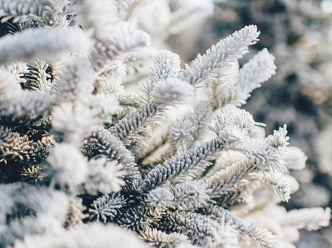 holidays, snowy tree