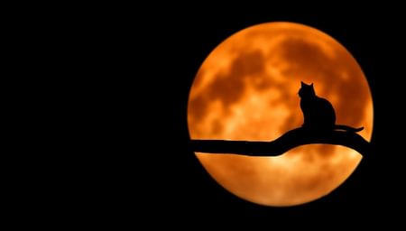 an image of an orange boon with the silhouette of a cat on a tree branch in front - net2phone Canada - Business VoIP Phone System