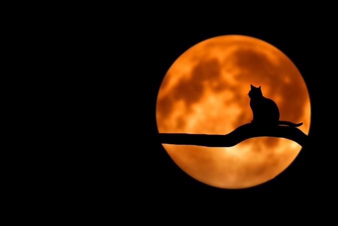 an image of an orange boon with the silhouette of a cat on a tree branch in front - net2phone Canada - Business VoIP Phone System