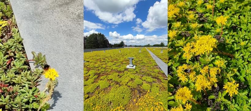 Green roof - Studio One, Harrogate Convention Centre