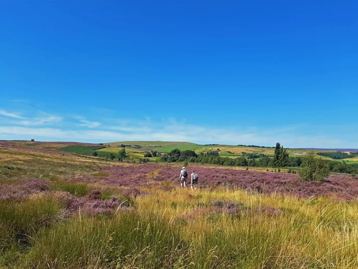 2 hikers walking over rolling hills covered with grass and purple heather