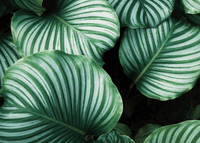 Archive plants