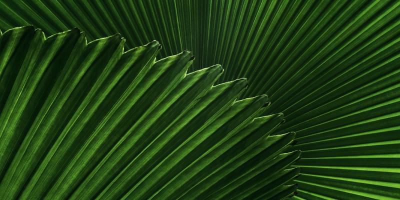 Leaves cog