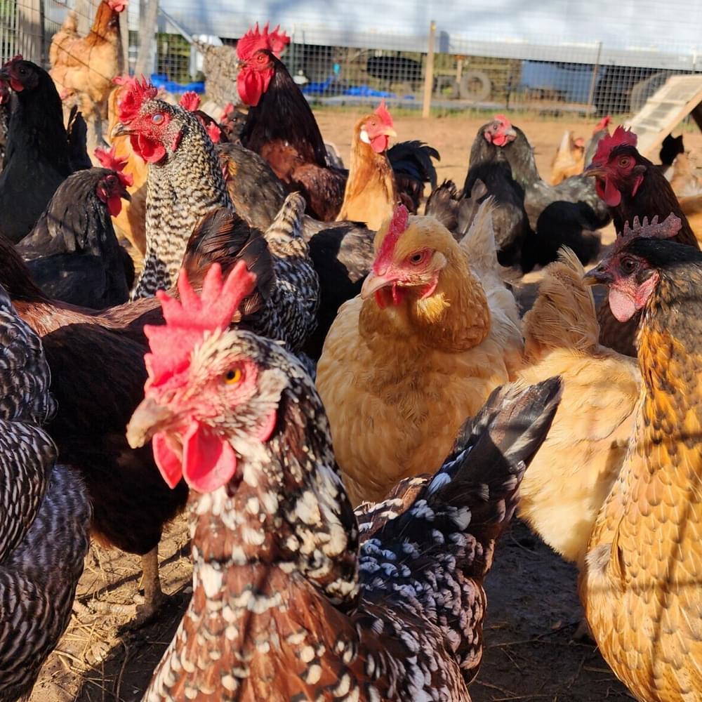 Chickens