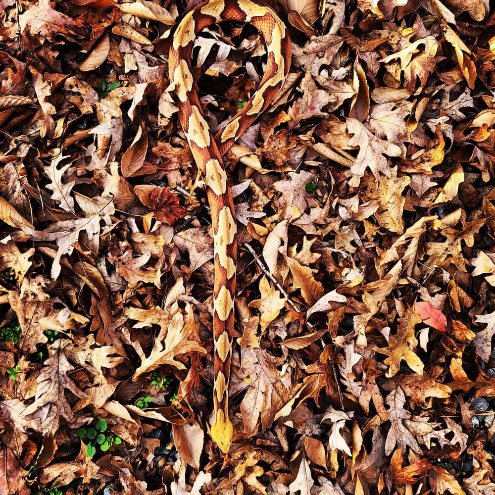 Copperhead. Alabama News