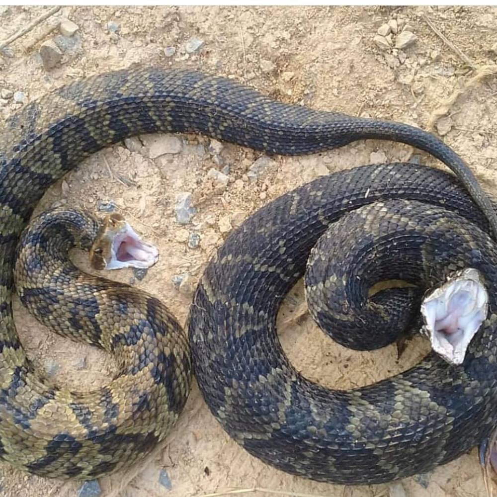 Two cottonmouths Alabama News