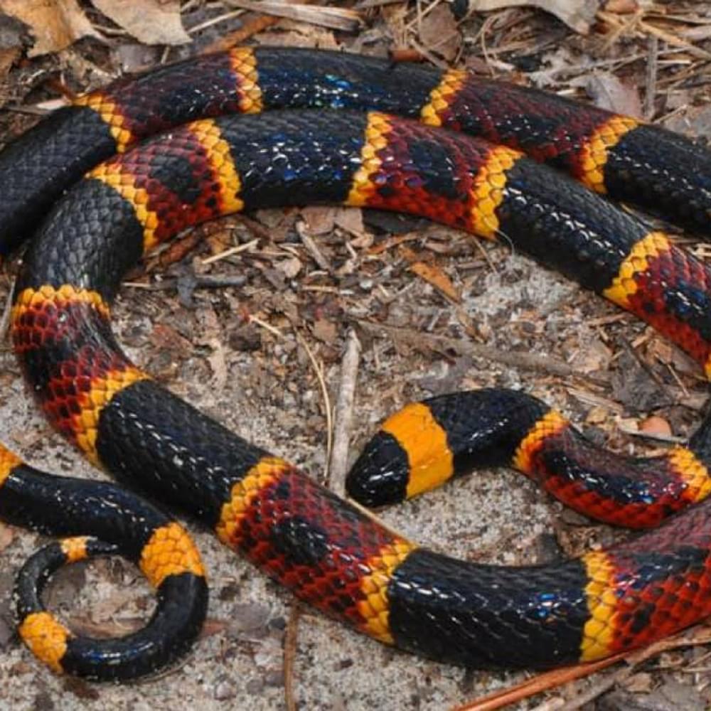 Coral snake. Alabama News