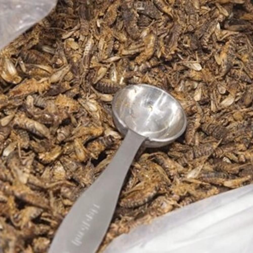 Bugs Alabama News