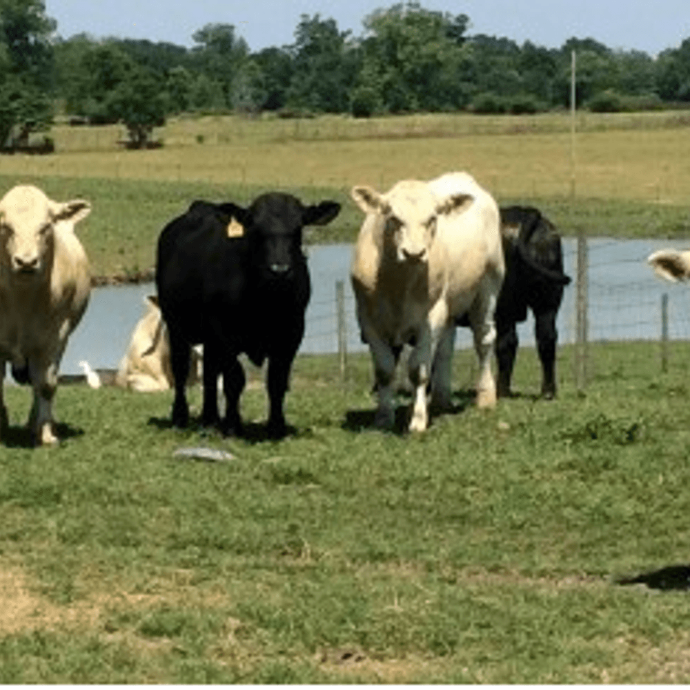 Bulls at Meadows Creeks Farm