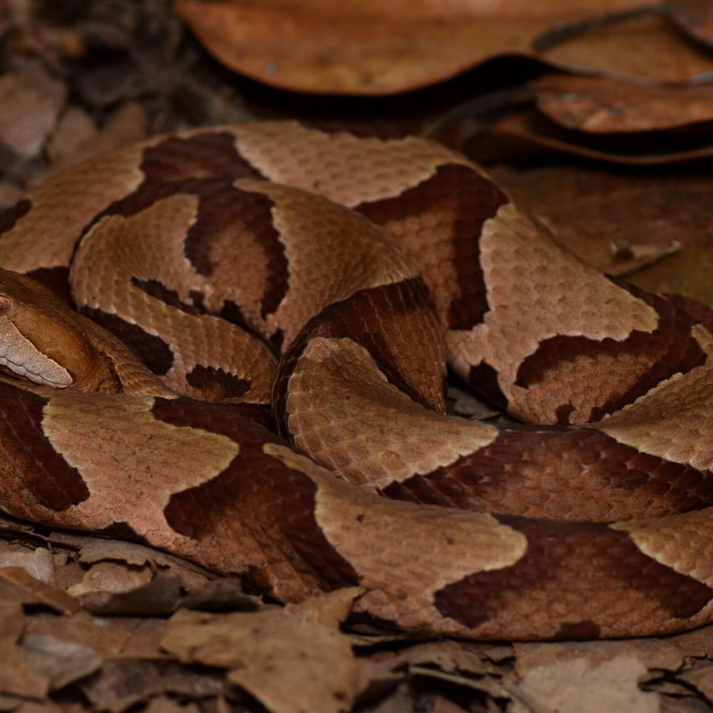 Identifying and avoiding Alabama's venomous snakes