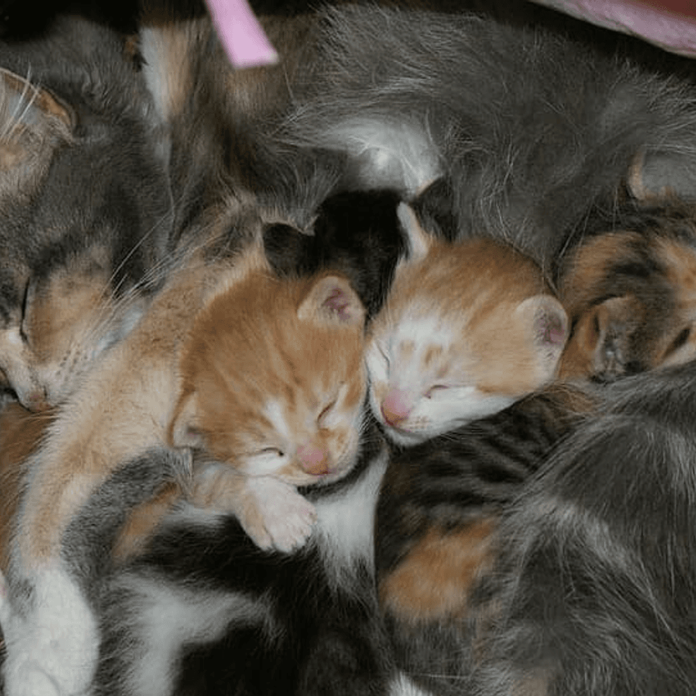 Cat and Kittens Alabama News