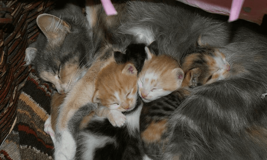 Cat and Kittens
