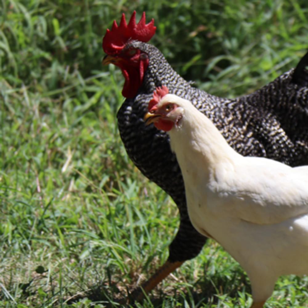 Chickens Zachariah Smith unsplash com Alabama News