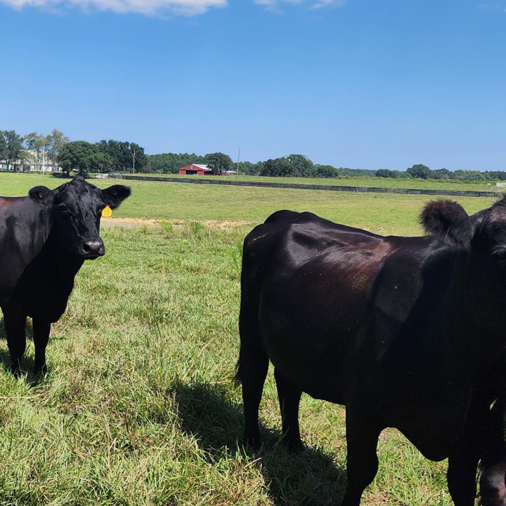 Cows Alabama News