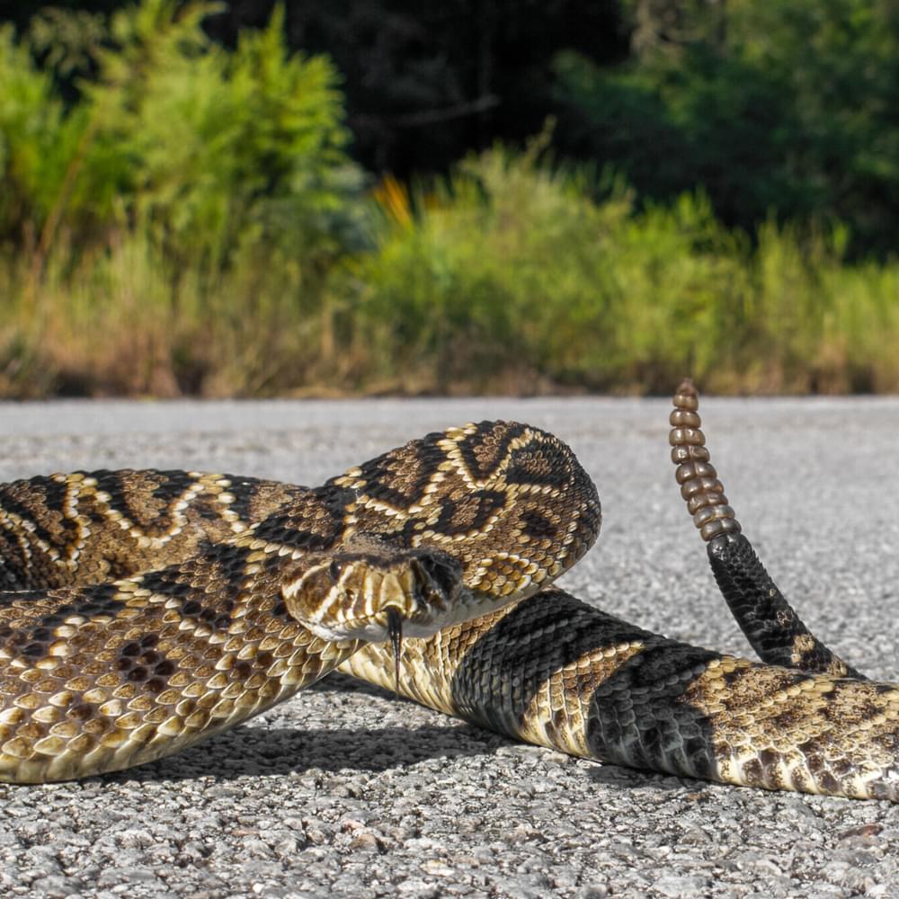 DIAMONDBACK reamstime xxl 234357880 Alabama News