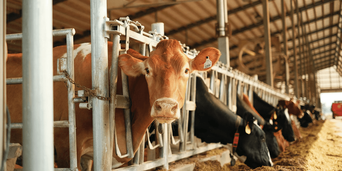 Dairy cattle by Austin Sataniello