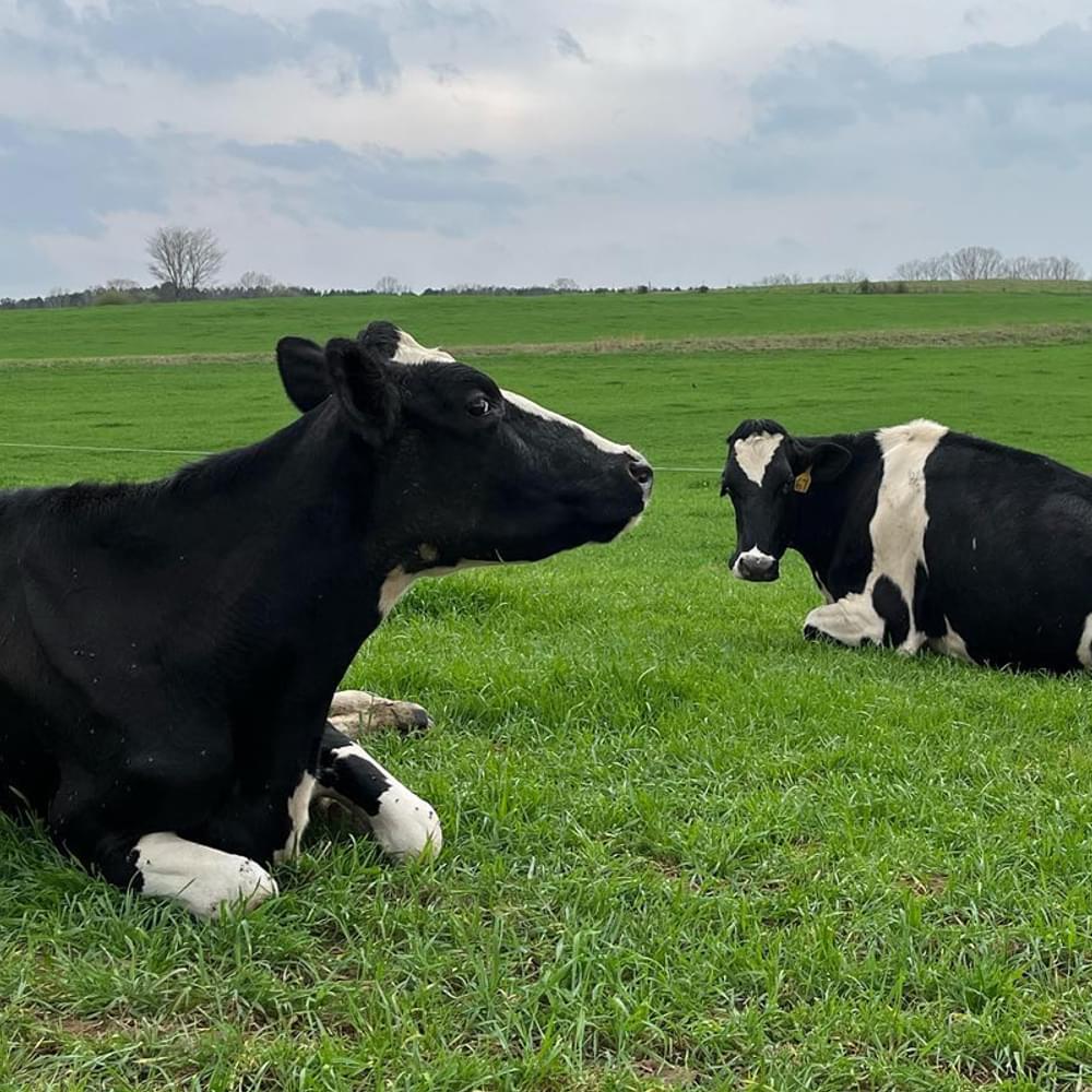 Milking the market: Lamar County farm transitions from dairy to beef production 10 Gilmer Familly Farm 3 Alabama News
