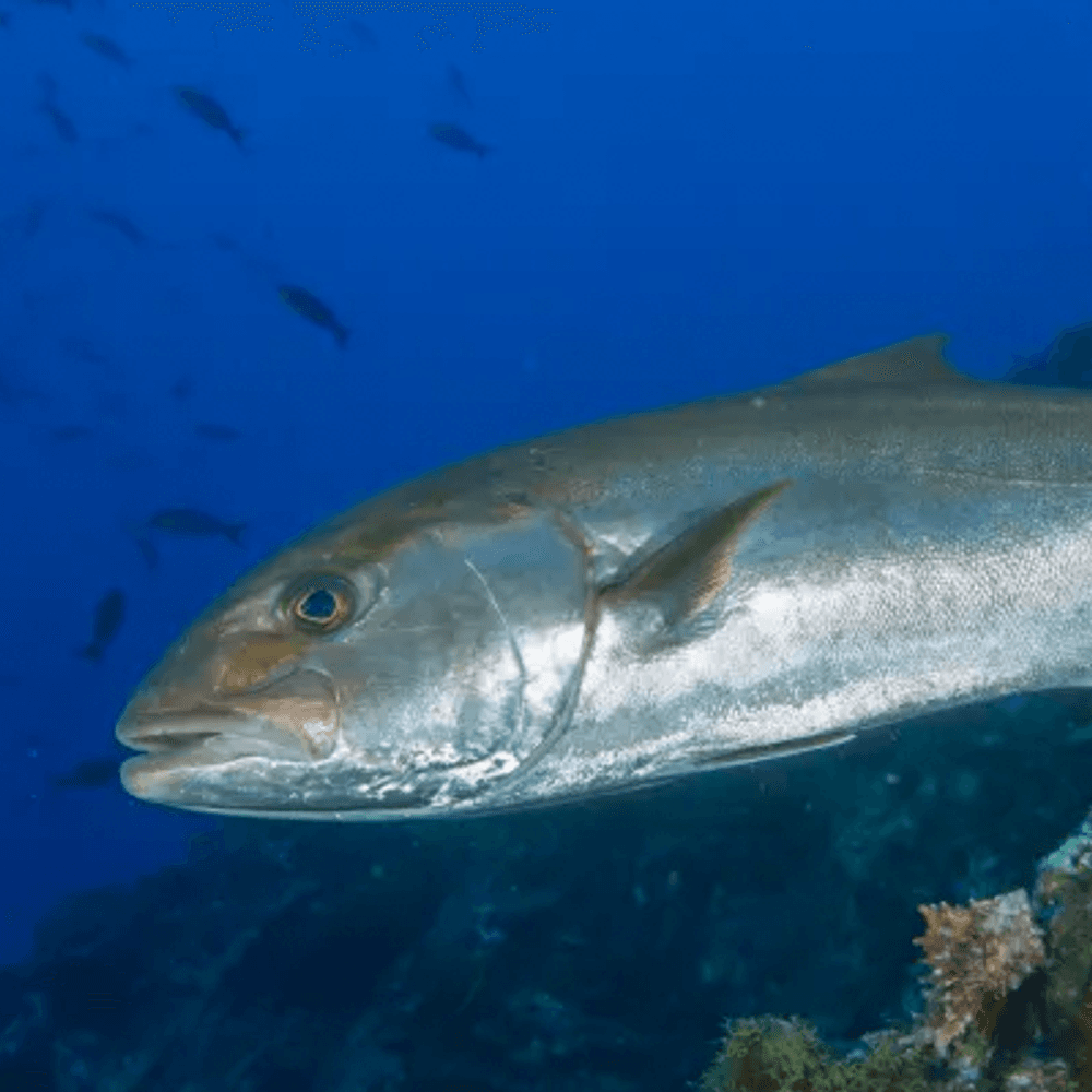 Greater Amberjack Photo from the Gulf Sea Grant Website