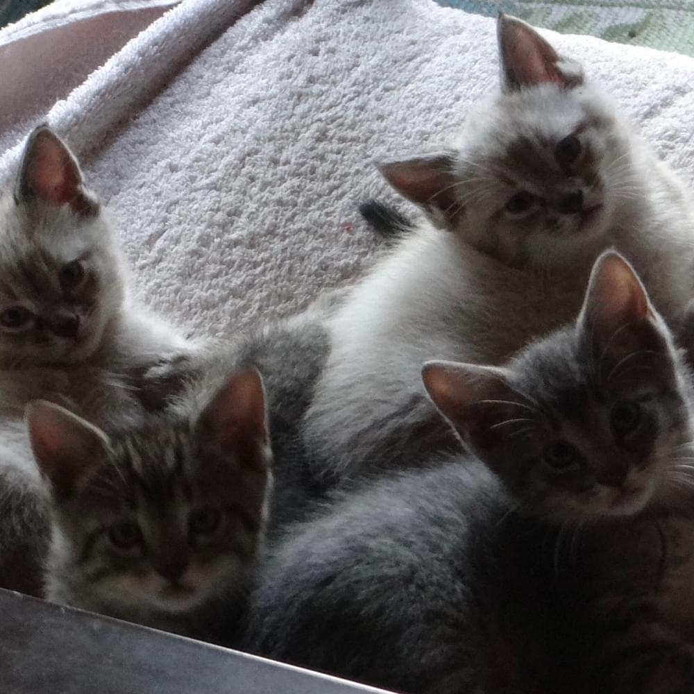 Kittens Alabama News