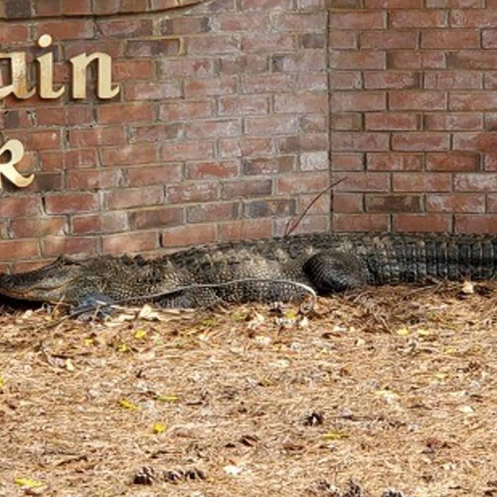 Madison alligator Alabama News