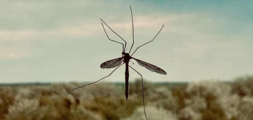 Mosquito eater mosquito hawk crane fly Vladislav Balakshii unsplash com