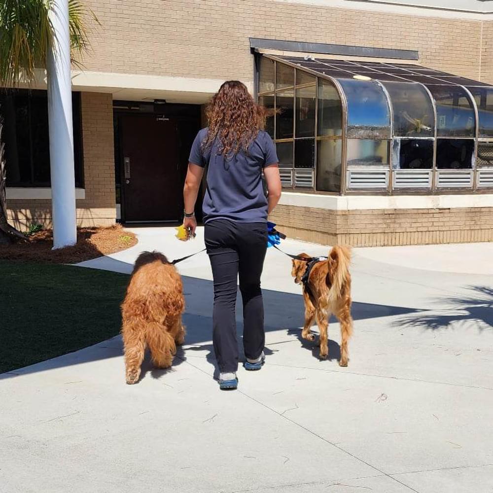 Pet therapy 2 Alabama News