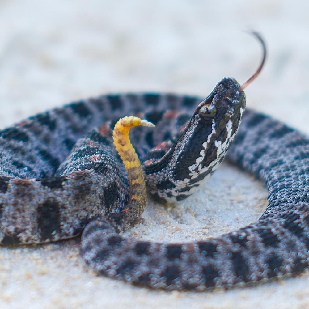 Pygmy rattler dreamstime xxl snake Alabama News