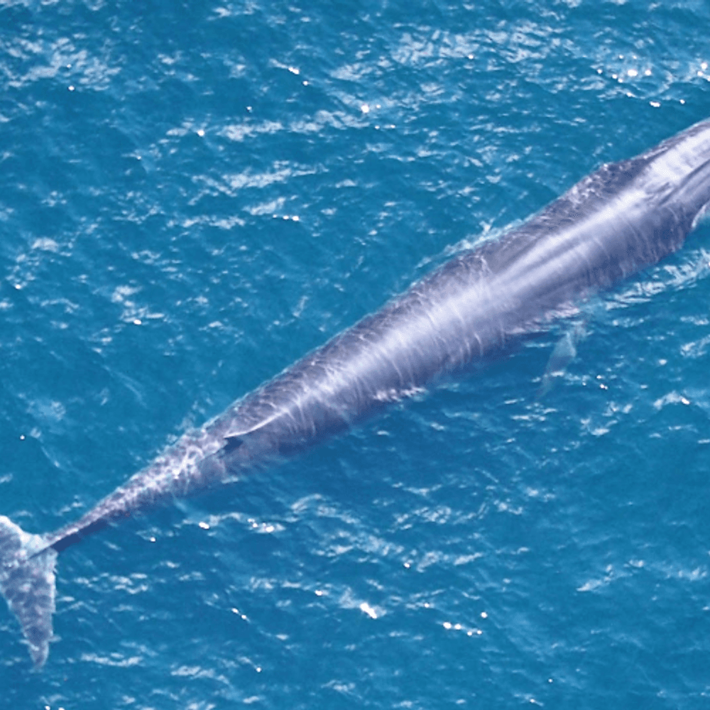 SEFSC PAM Rices whale Alabama News