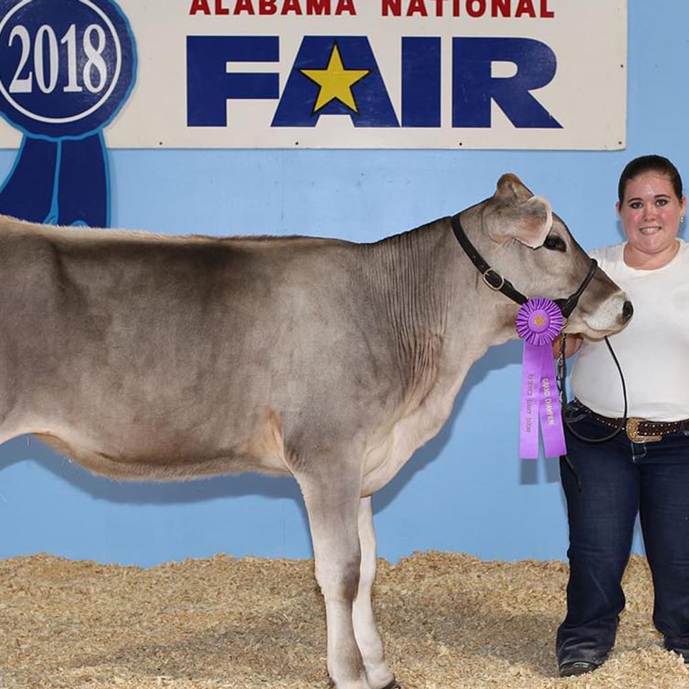 Shelby and a cow Alabama News