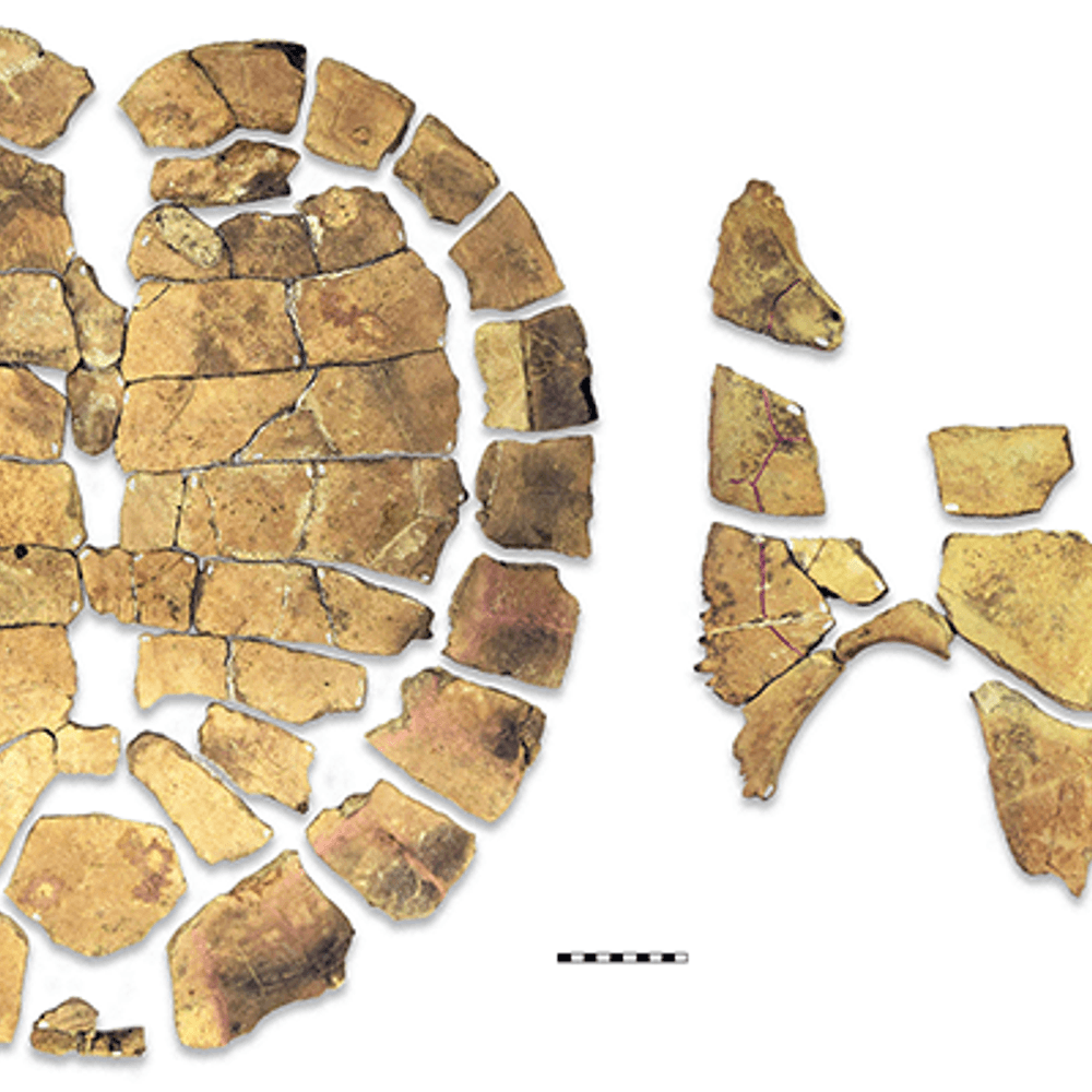 The fossil of Appalachemys ebersolei Scale bar 10 cm Image from the Alabama School of Mathematics and Science Alabama News