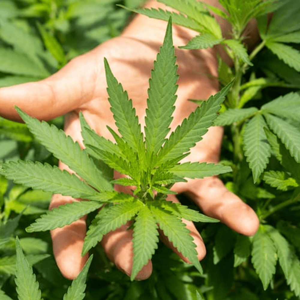 Cannabis photo Alabama News