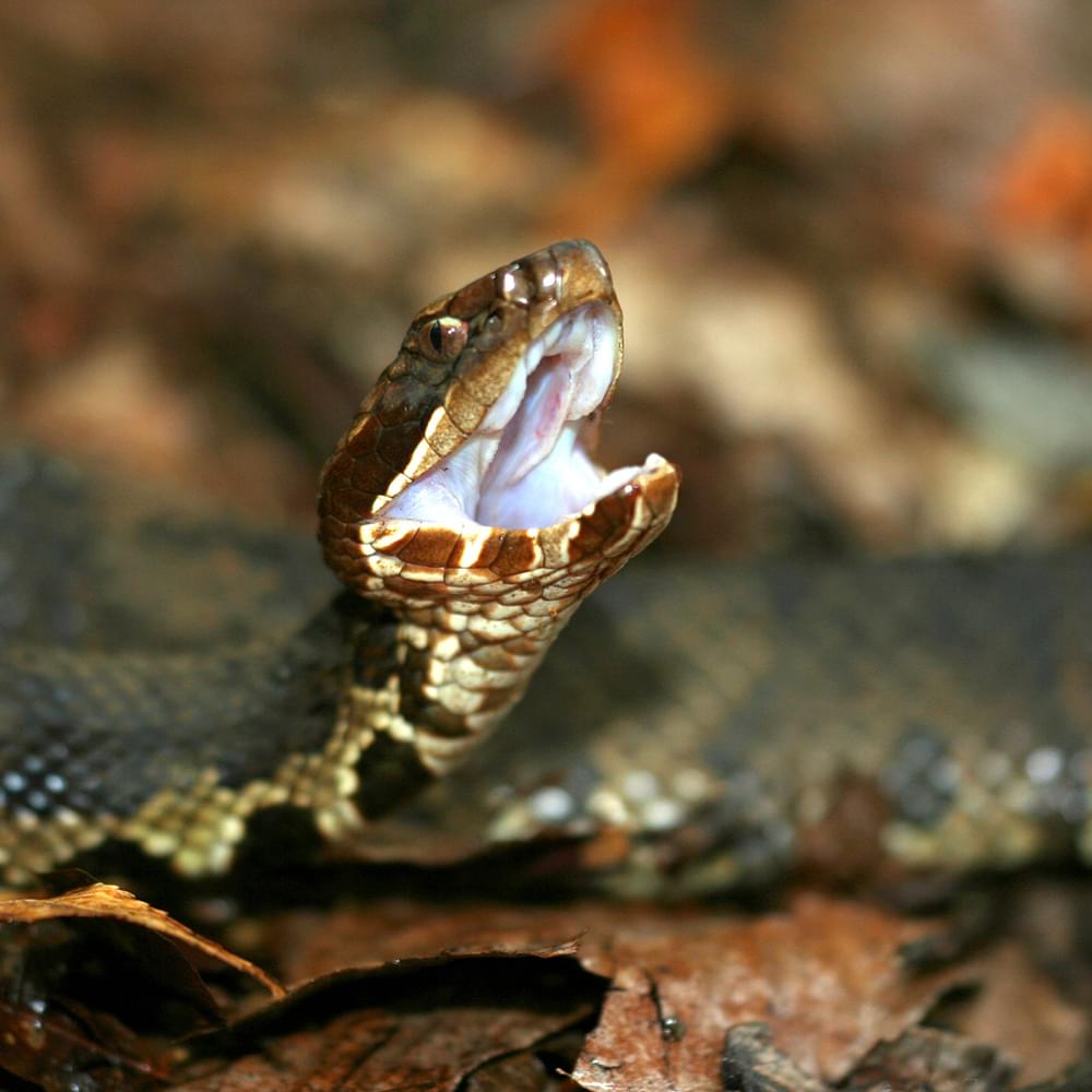 Cottonmouth dreamstime xxl 3840995 Alabama News