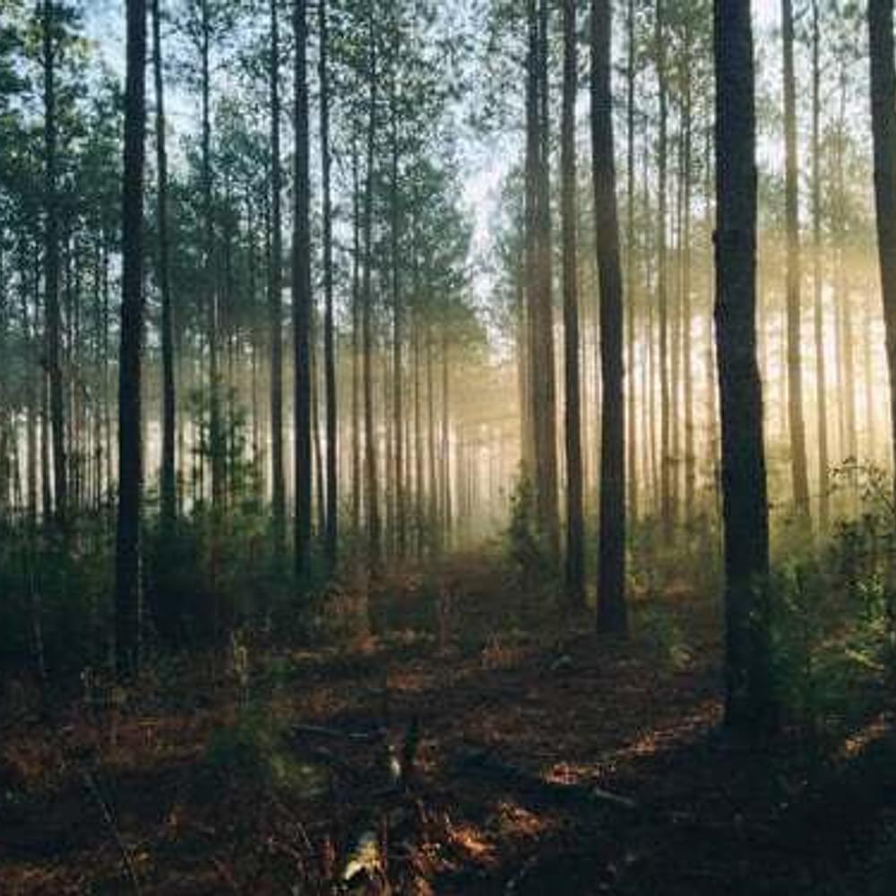 Forest photo by Steven Kamenar Alabama News