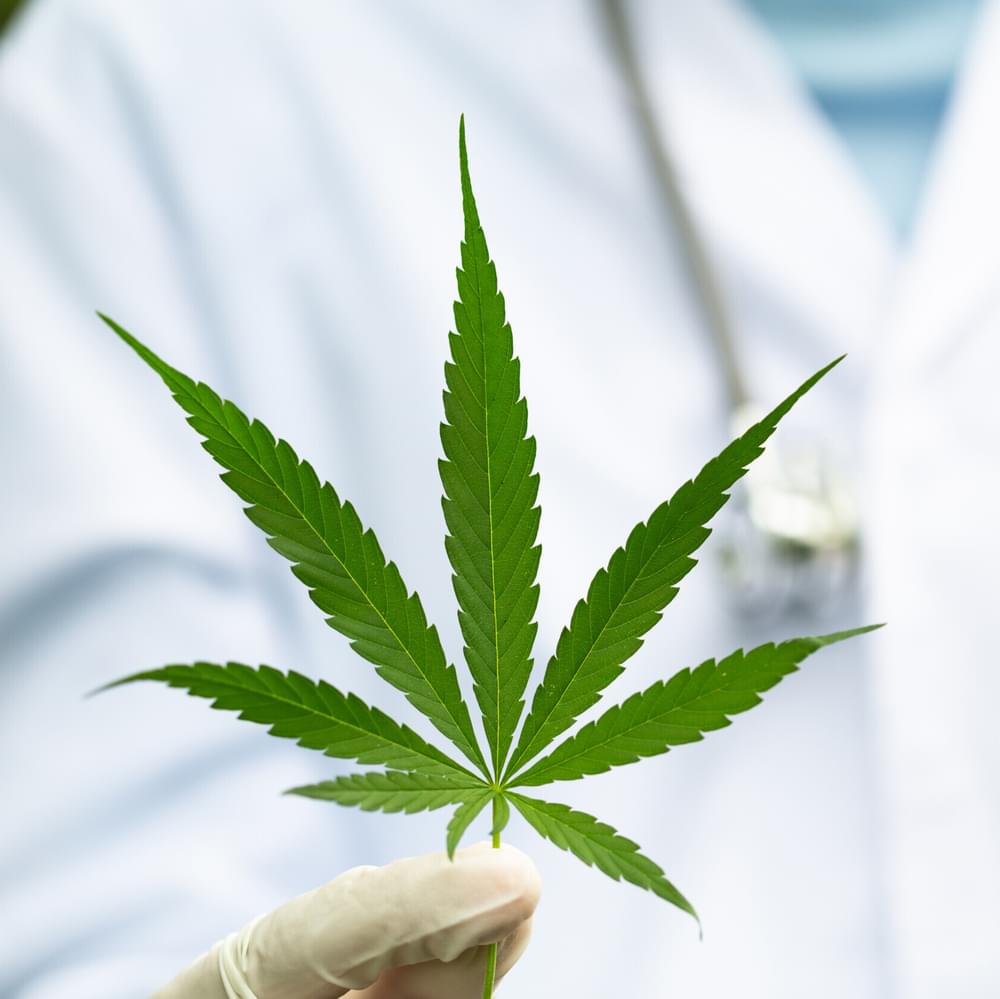 marijuana leaf held by doctor Alabama News