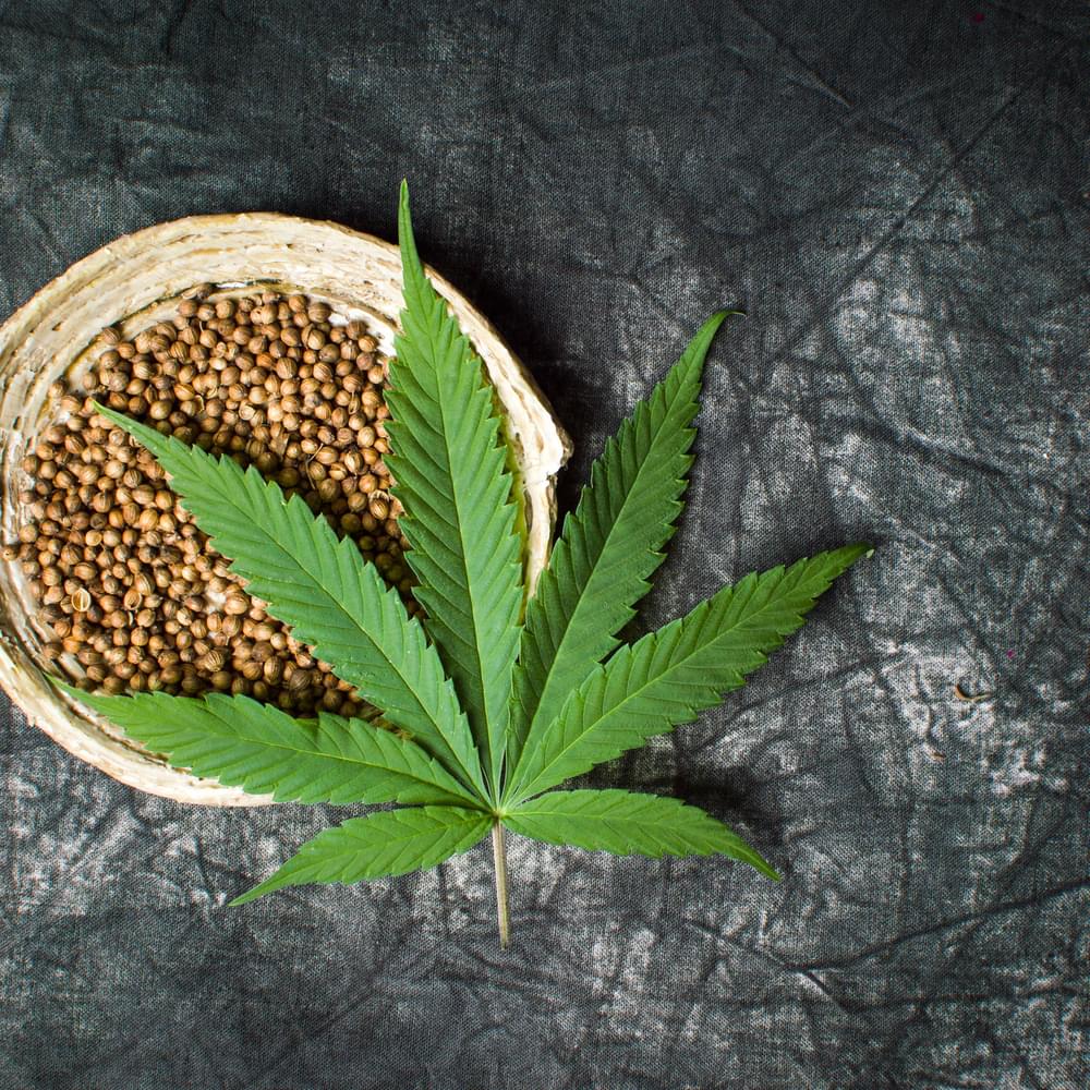 Marijuana plant seeds