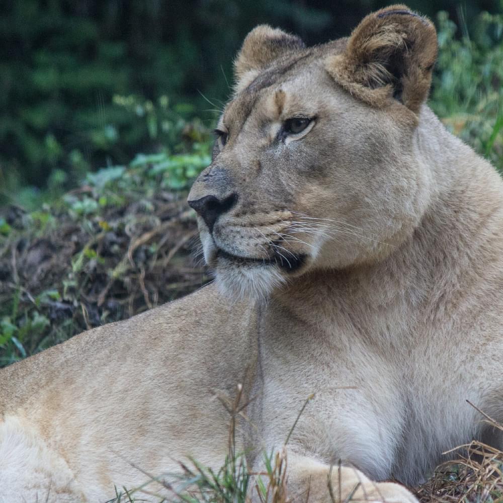 Lion1
