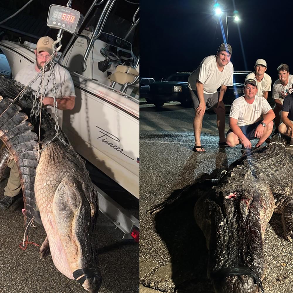 Mobile gator Alabama News