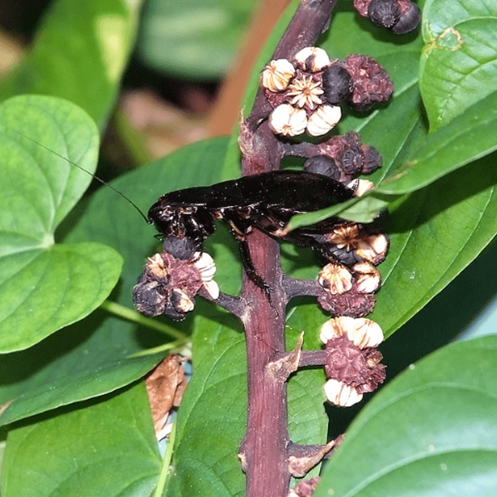Palmetto bug