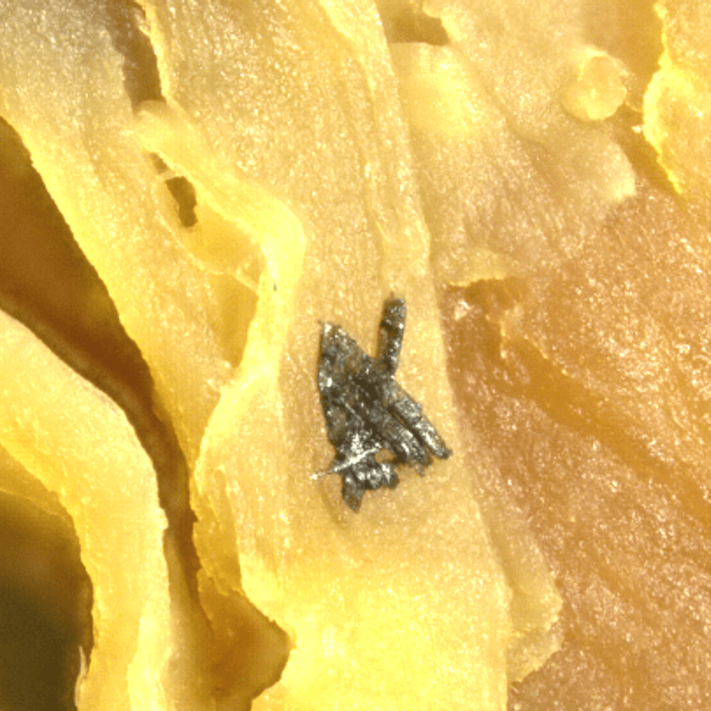Silicon structures 200x png Alabama News