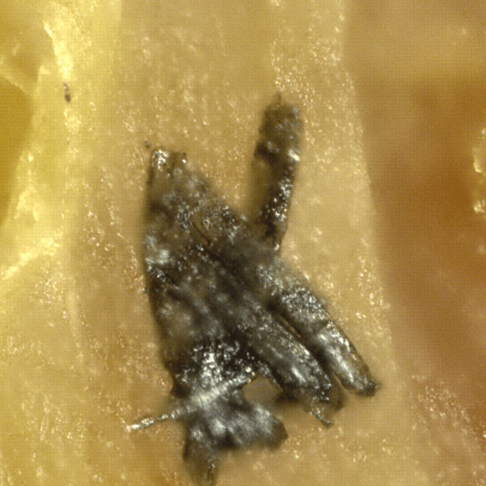 Silicon structures 500x png Alabama News