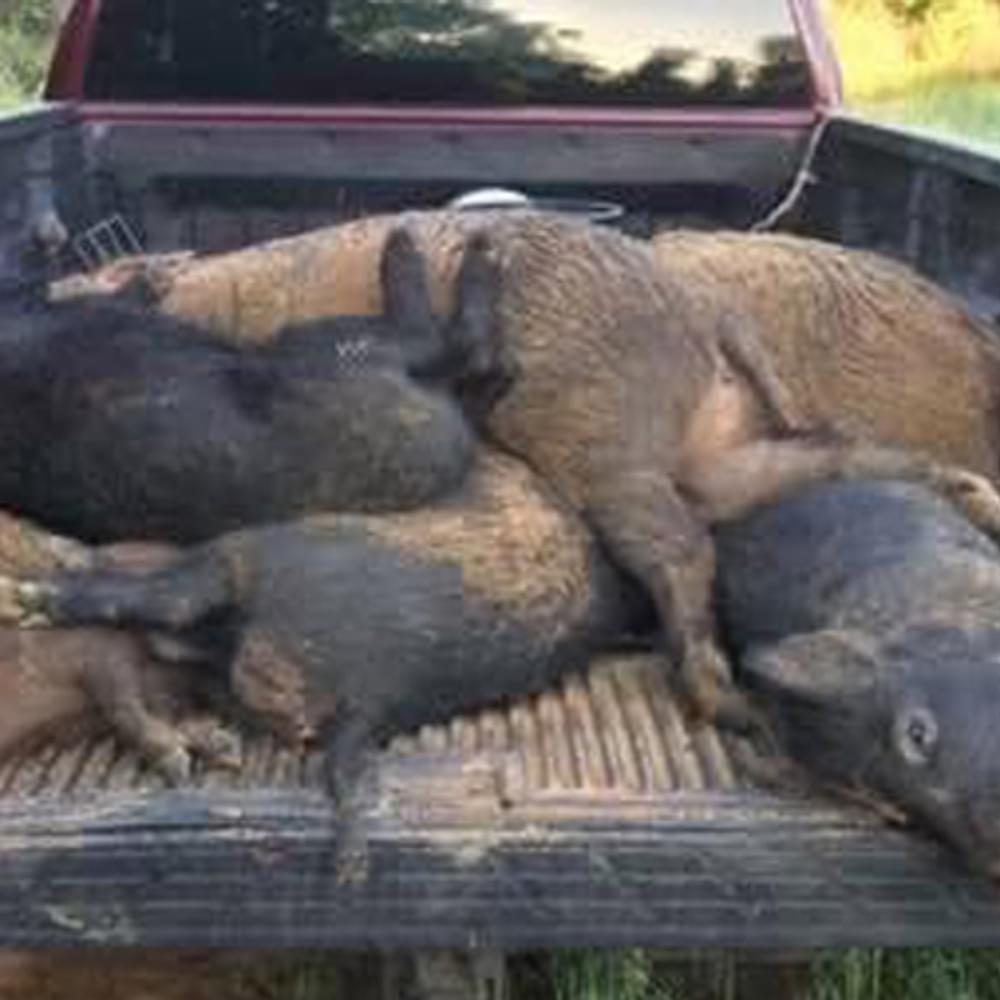 Wild hogs by Eric Blankenship Alabama News