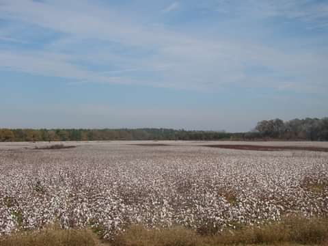 Cotton Field. Photo by Lisa Safstrom.